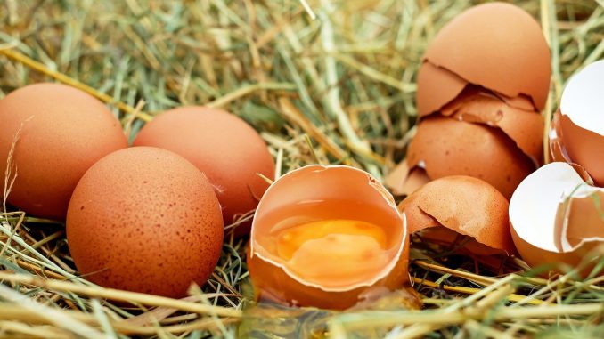 Le uova biologiche per l'alimentazione sostenibile
