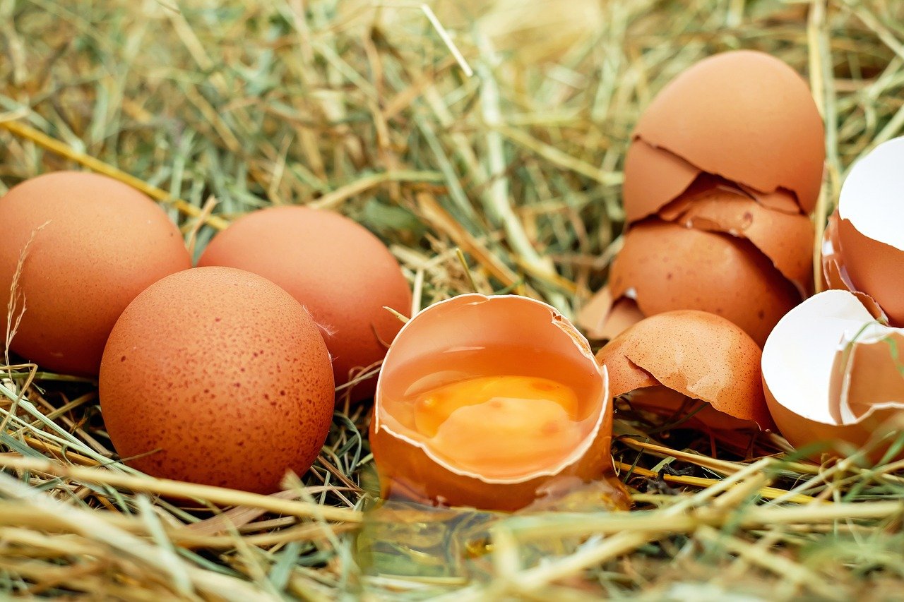 Alimentazione sostenibile con le uova biologiche